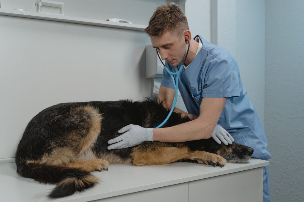 Explore Job Roles: Veterinary Assistants and Laboratory Animal Caretakers |  Handshake